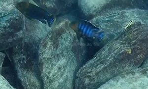 Chindongo sp. 'aggressive Zebra Mbenji'